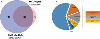 Non-coding RNAs in the Ovarian Follicle